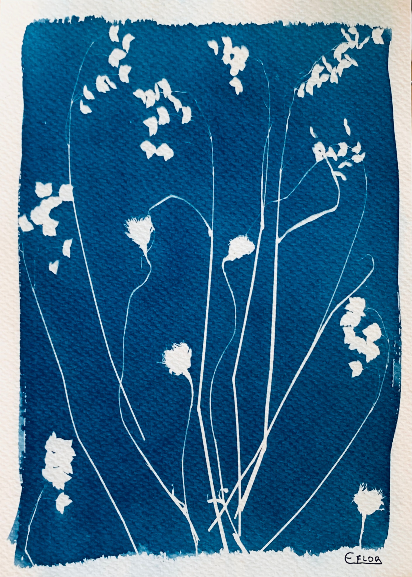 Composição botânica