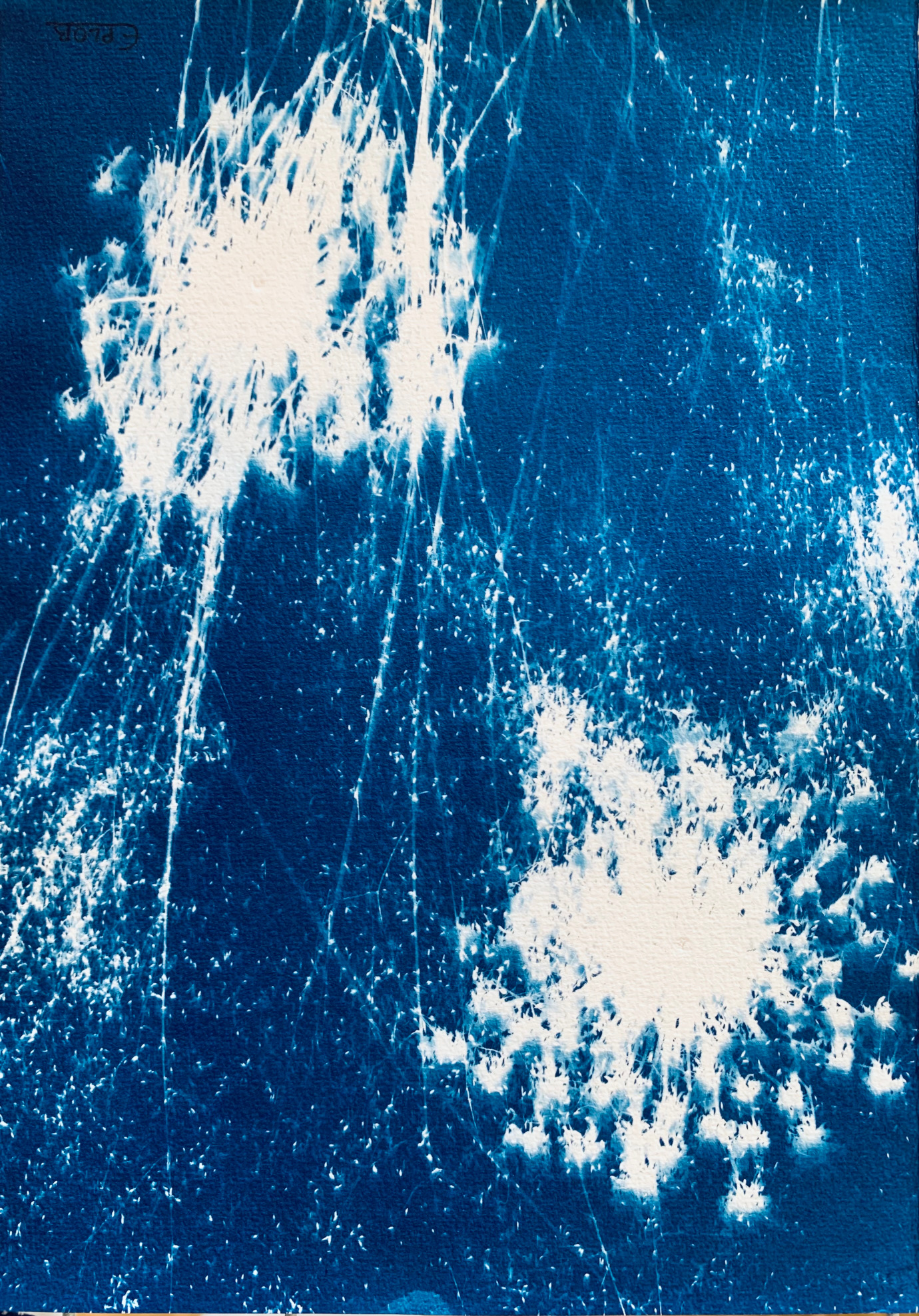 Composição botânica