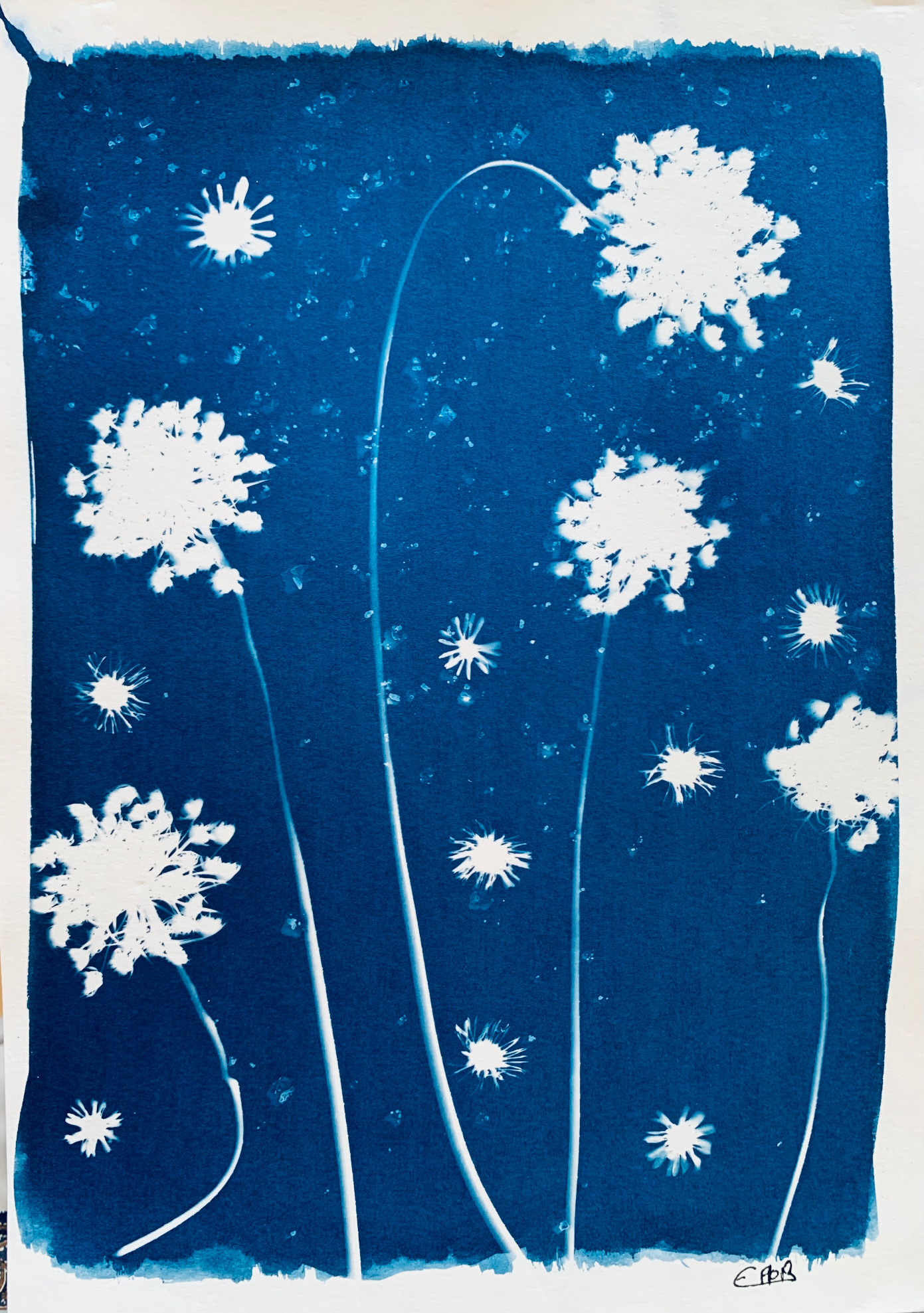 Cenouras bravas e Margaridas