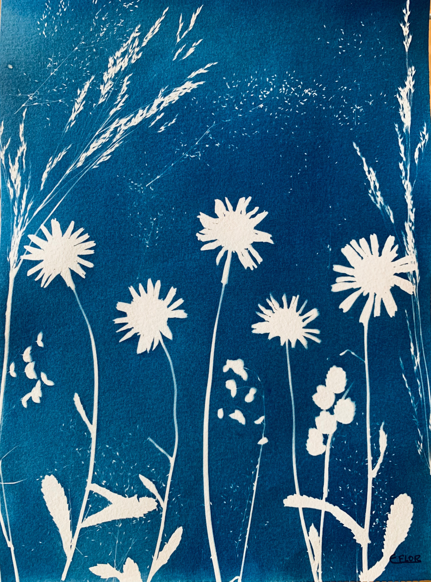 Malmequeres e Gramíneas