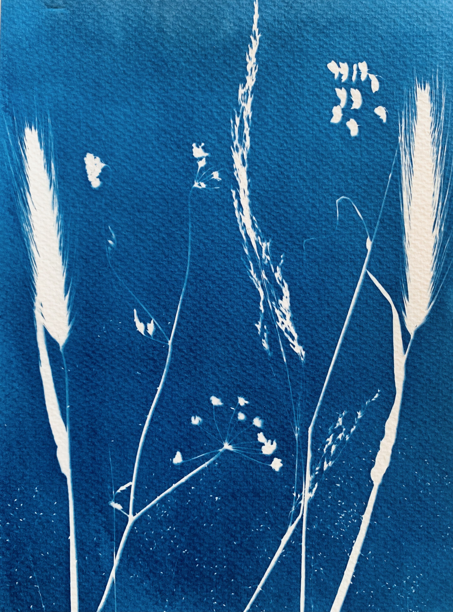 Composição Botânica