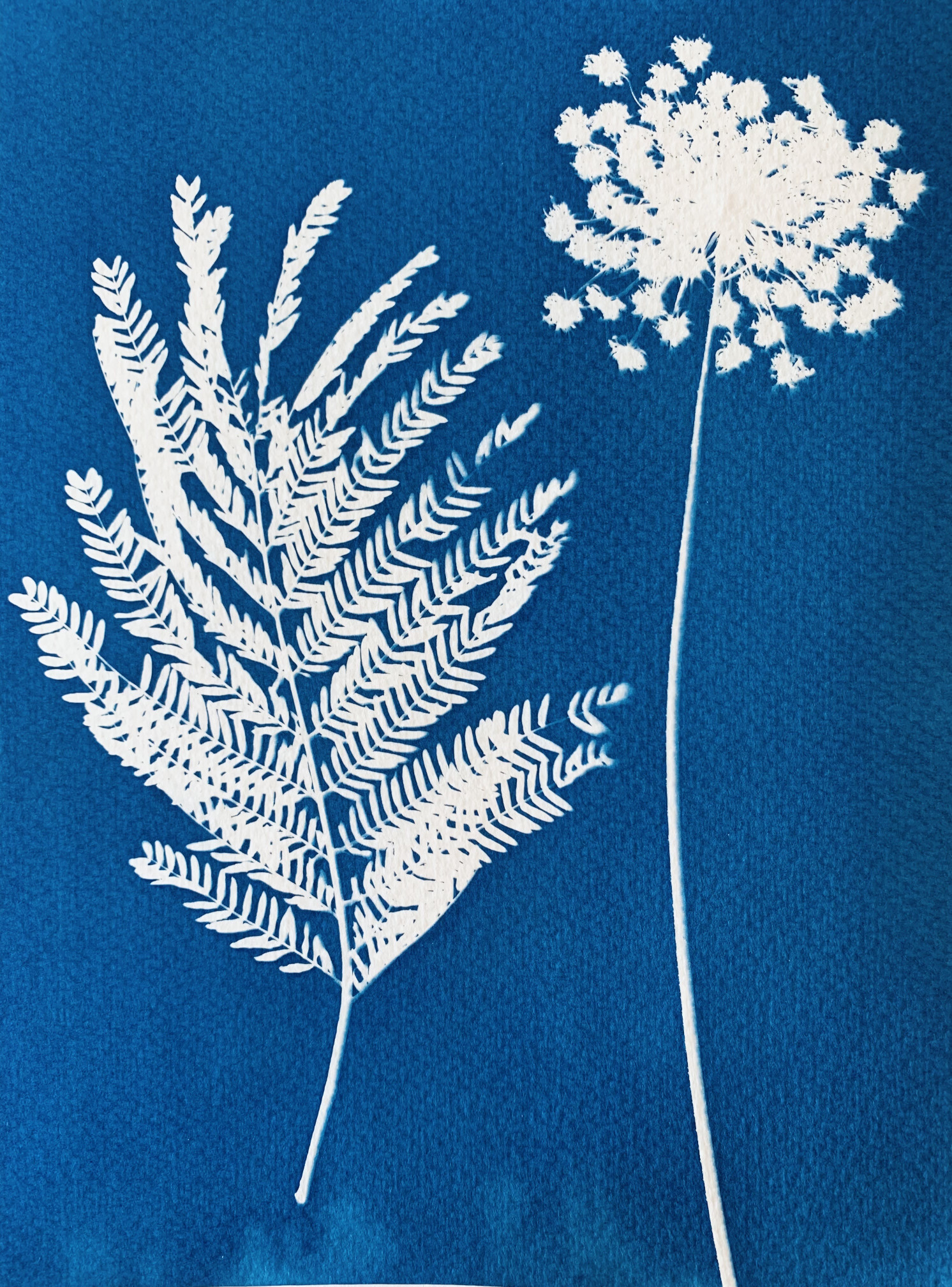 Acacia e Cenoura brava