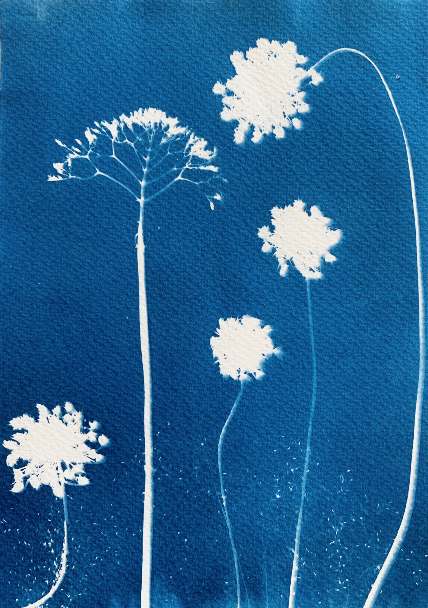 Composição Botânica