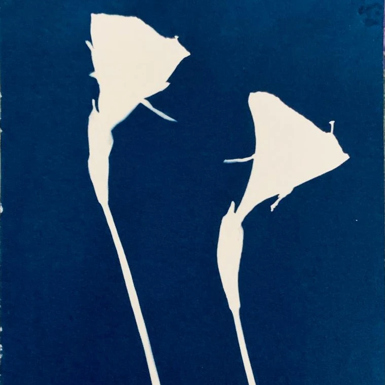 Narcissus bulbocodium